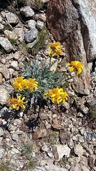 Jacobaea insubrica