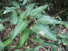 Marantochloa cuspidata