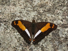 Adelpha delinita