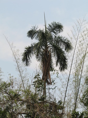 Syagrus