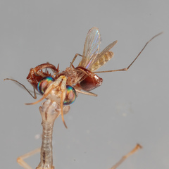 Dicromantispa interrupta