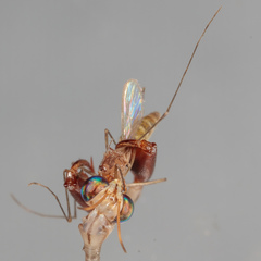 Dicromantispa interrupta