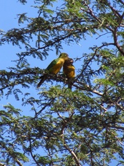 Eupsittula cactorum