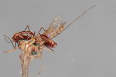 Dicromantispa interrupta