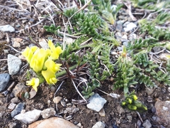Oxytropis maydelliana