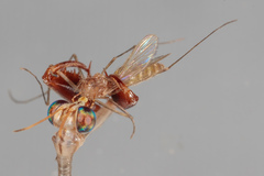 Dicromantispa interrupta