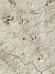 Charadrius vociferus