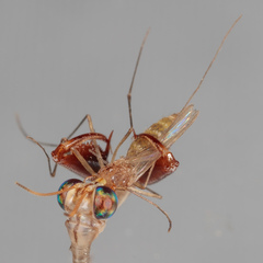 Dicromantispa interrupta