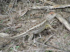 Sceloporus horridus