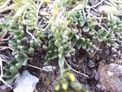 Oxytropis maydelliana