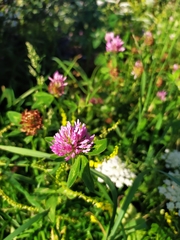 Trifolium pratense