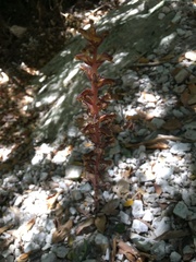Orobanche minor