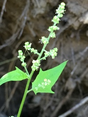 Chenopodiastrum hybridum