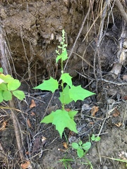 Chenopodiastrum hybridum