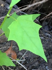 Chenopodiastrum hybridum