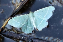 Chlorissa viridata