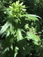 Erechtites hieraciifolius