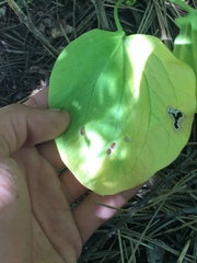 Trillium petiolatum