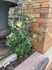 Sonchus oleraceus