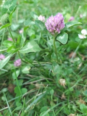 Trifolium pratense