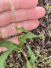 Persicaria