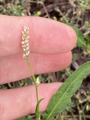 Persicaria