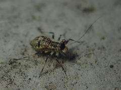 Mesopsocus immunis