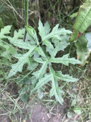 Heracleum sphondylium