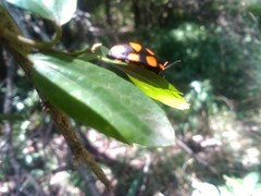 Botanochara decempustulata