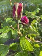 Rosa rugosa