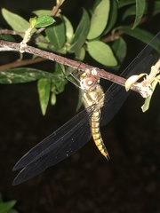 Pantala