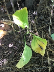 Trillium petiolatum