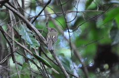 Hemitriccus mirandae