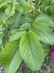 Rosa rugosa