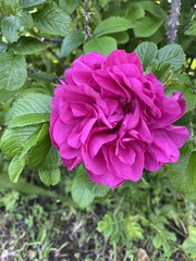 Rosa rugosa
