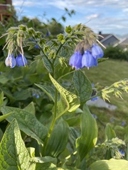 Symphytum caucasicum