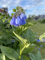 Symphytum caucasicum