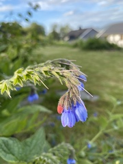 Symphytum caucasicum