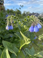 Symphytum caucasicum