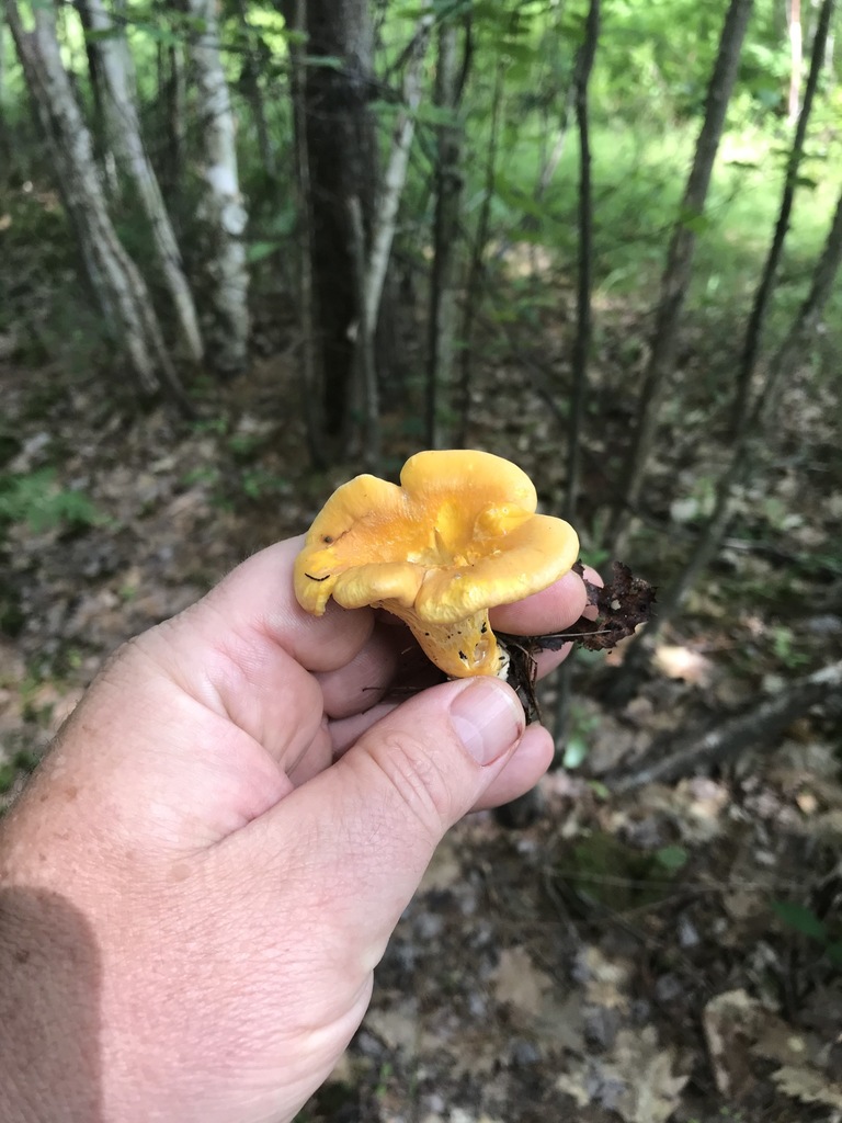 chanterelles from Gravenhurst, ON, Canada on July 13, 2020 at 04:06 PM ...