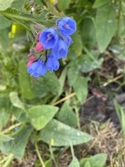 Symphytum caucasicum