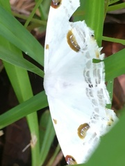 Sericoptera mahometaria