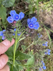 Symphytum caucasicum