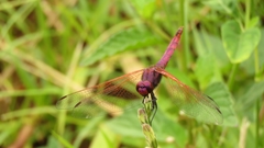 Trithemis annulata