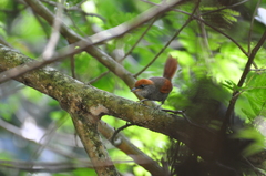 Synallaxis infuscata