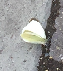 Pieris brassicae