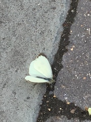 Pieris brassicae
