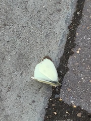 Pieris brassicae