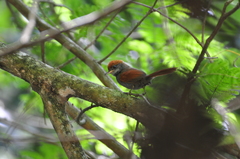 Synallaxis infuscata