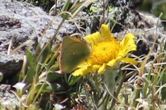 Colias meadii